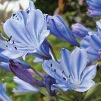 Agapanthus \'Pinocchio\' - 6 bare root agapantus plants