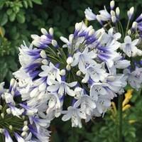 agapanthus twister 3 plants 9cm pot