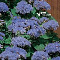 Ageratum Blue 40 maxiplugs