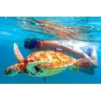 Akumal Bay Sea Turtle and Snorkel Adventure from Cozumel