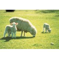 Akaroa Shore Excursion: Banks Peninsula, Christchurch City Tour and Sheep Farm Tour