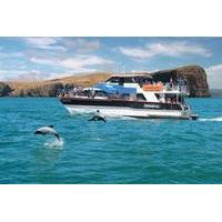 Akaroa Harbour Nature Cruise