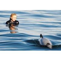 Akaroa Shore Excursion: Swim with Dolphins in Akaroa Harbour