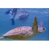 Akumal Sea Turtle Snorkeling Tour from Playa del Carmen