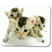 Allsop Hana Deka Cats