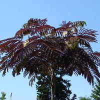 Albizia julibrissin \'Summer Chocolate\' (Large Plant) - 1 x 3.6 litre potted albizia plant