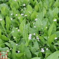 alisma plantago aquatica marginal aquatic 1 x 1 litre potted alisma pl ...