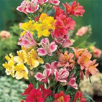 Alstroemeria \'Garden Hybrids\' - 54 bare root alstroemeria plants