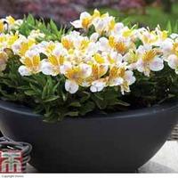 Alstroemeria \'Inca Smile\' - 3 x 7cm alstroemeria potted plant