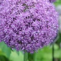 allium globemaster 1 allium bulb