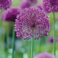 Allium \'Purple Sensation\' - 24 allium bulbs