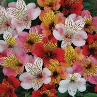 Alstroemeria \'Planet Mixed\' - 10 bare root alstroemeria plants