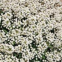 alyssum carpet of snow 1 packet 1000 alyssum seeds