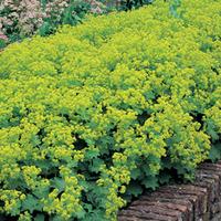 Alchemilla mollis \'Thriller\' (Large Plant) - 1 x 1 litre potted alchemilla plant