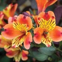 Alstroemeria \'Indian Summer\' - 3 jumbo alstroemeria plug plants