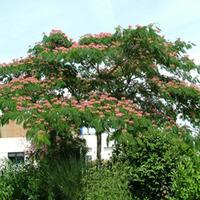 Albizia julibrissin \'Ombrella\' (Large Plant) - 2 x 7.5 litre potted albizia plants