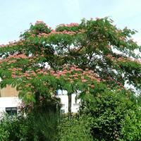 Albizia julibrissin \'Ombrella\' (Large Plant) - 1 x 7.5 litre potted albizia plant