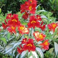 Alstroemeria \'Rock \'n\' Roll\' - 3 x 9cm potted alstroemeria plants