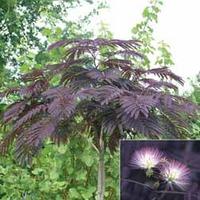 albizia julibrissin summer chocolate 2 albizia plants in 8cm pots