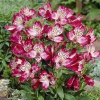 Alstroemeria \'Red Lion\' - 3 bare root alstroemeria plants