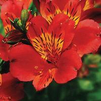 Alstroemeria \'Mars\' - 1 bareroot alstroemeria plant