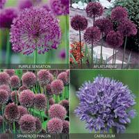 Allium Collection - 100 mixed allium bulbs