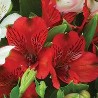 Alstroemeria \'Pink Punch\' - 3 alstroemeria plants in 5cm pots