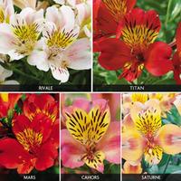 Alstroemeria Collection - 5 bare root alstroemeria plants - 1 of each variety