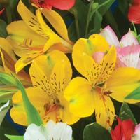 alstroemeria canary yellow 3 alstroemeria plants in 5cm pots