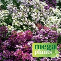 Alyssum Dilly Dilly 12 Mega Plants