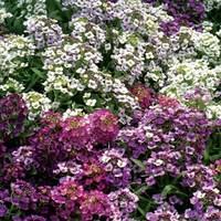 Alyssum Dilly Dilly 70 Medium Plugs