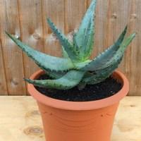 Aloe Ferox 1 Pre-Planted 27cm Container