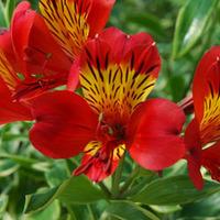 Alstroemeria \'Titan\' - 1 bare root alstroemeria plant