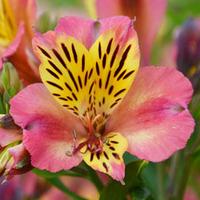 Alstroemeria \'Cahors\' - 1 bare root alstroemeria plant