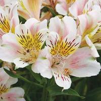 Alstroemeria \'Rivale\' - 1 bare root alstroemeria plant