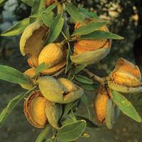 Almond \'Robijn\' - 2 bare root almond trees