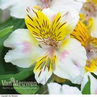 Alstroemeria \'Inca Smile\' - 1 alstroemeria plant in 7cm pot