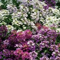 Alyssum Dilly Dilly 6 x 9cm Pots