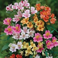 Alstroemeria Mixed 20 Bulbs