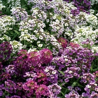 Alyssum Dilly Dilly 24 Jumbo Plants