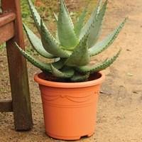 aloe ferox 2 pre planted 27cm containers