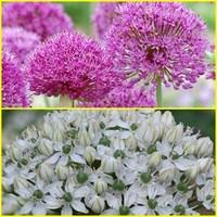Allium Bulb Offer: 12 Aflatunese Purple + 12 Nigrum White