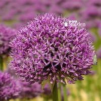 Allium Mars Size:18/20 pack of 2 bulbs