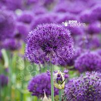 Allium Purple Sensation Size:10/12 pack of 12 bulbs