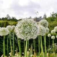 Allium Mount Everest Size:18/20 pack of 2 bulbs