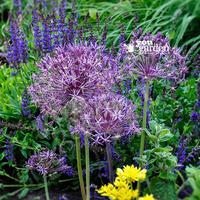 Allium christophii Size:10/12 pack of 10 bulbs