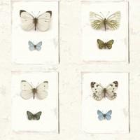 albany wallpapers butterfly wall sd2022