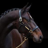 Amigo Padded Leather Headcollar