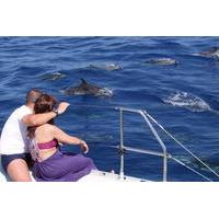 Amazing Land and Sea Pack Jeep Adventure and Dolphins Watching