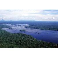 amazon rainforest survival tour from manaus